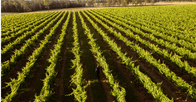 Vineyard Update, October 2025